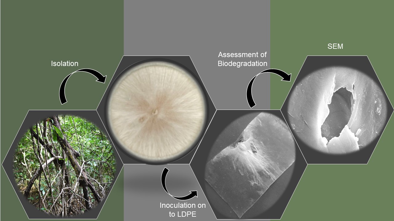 Polyethylene degrading fungi from decaying hardwoods in Sri Lanka