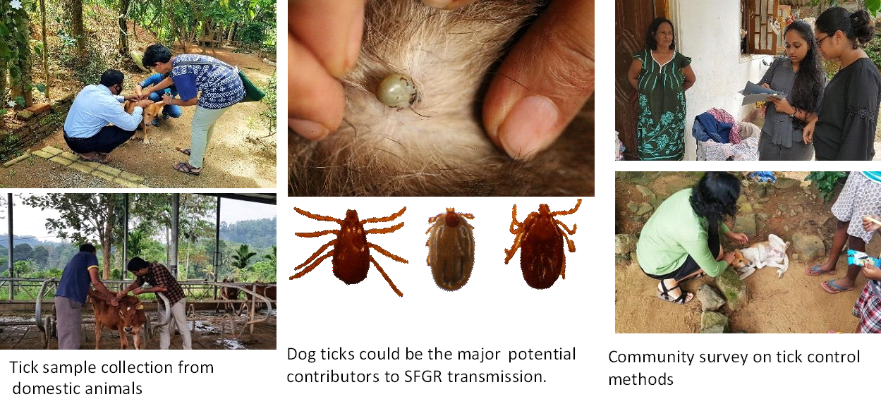 Tick-borne diseases spreads from wild animals to humans: what we need to know 